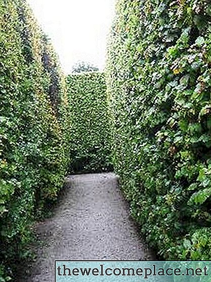 Die beste Art von Evergreen Privacy Hedge