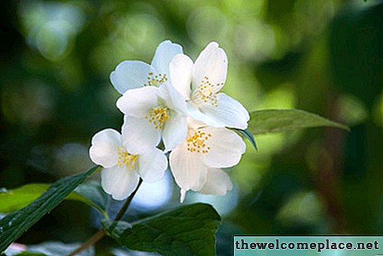 La mejor manera de matar a Jasmine Ground Cover