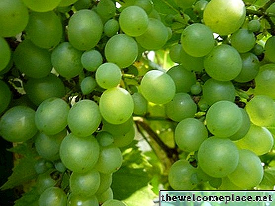 Najlepszy sposób na obieranie winogron