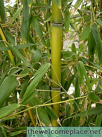 Pembunuh Gulma Terbaik untuk Bambu