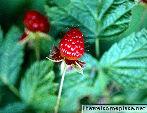 Schwarzes Zeug auf Himbeeren