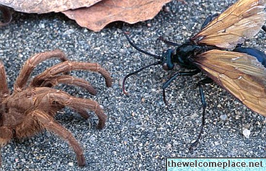 Fekete szárnyas hangyák, amelyek csípnek