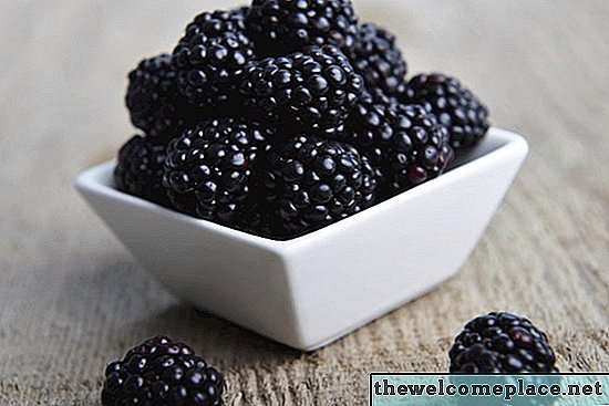 Blackberry vs fruit de la myrtille