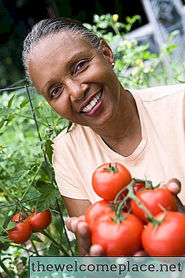 Borax utilise pour le jardinage de légumes