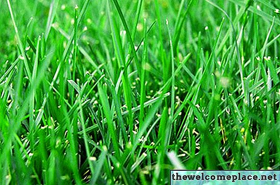 Tipos de grama de folha larga
