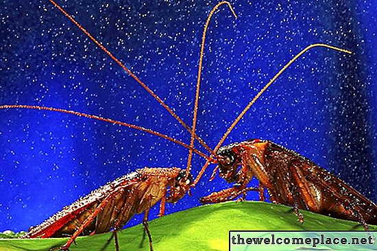 Insectos e insectos que parecen cucarachas