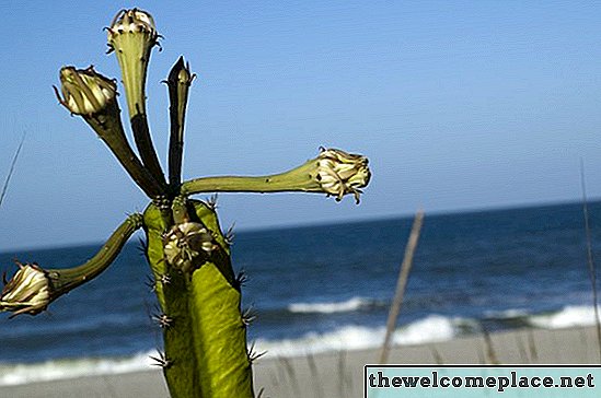 Растения от кактус, които растат във Флорида