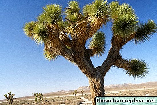 Animales del desierto de California y plantas del desierto
