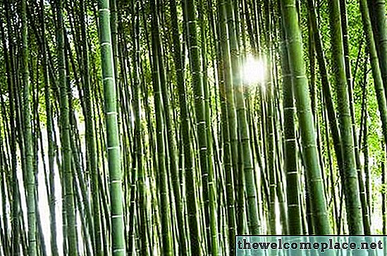 Vai bambuss var atgriezties no spraudeņiem?