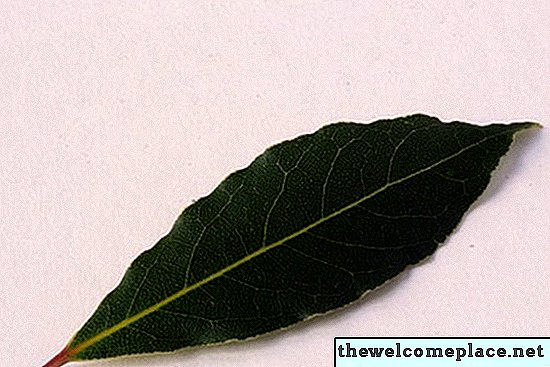 Le foglie di alloro possono ucciderti?