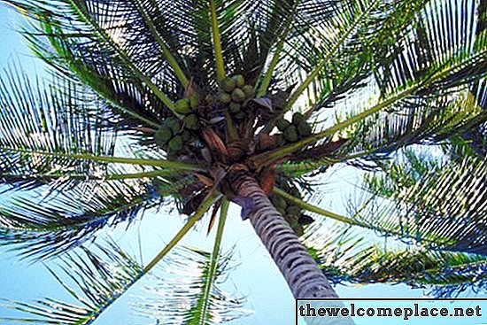 Kunnen kokospalmen groeien in Arizona?