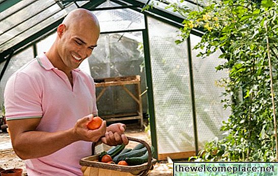 ¿Pueden los pepinos y tomates crecer juntos?