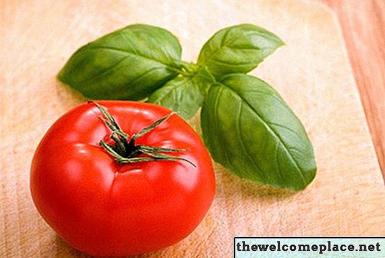 Kan jeg dyrke basilikum og tomater i samme beholder?