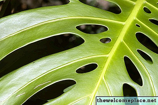 Kann ich meinen Split-Leaf Philodendron draußen pflanzen?