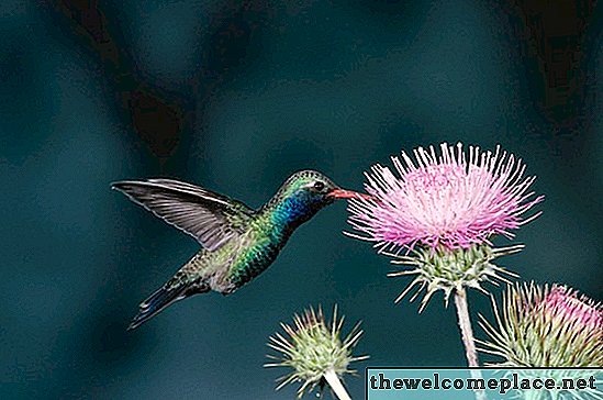 Ali lahko postavim hummingbird podajalnik z drugimi hranilniki ptic?