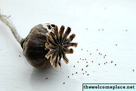 ¿Puedo germinar semillas de amapola?