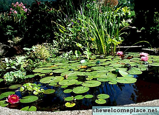 ¿Puedo usar blanqueador en mi estanque de jardín?