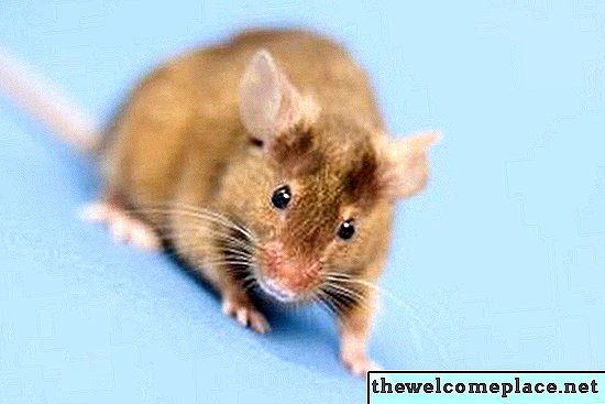 I topi possono strisciare giù per un camino e superare un ammortizzatore?