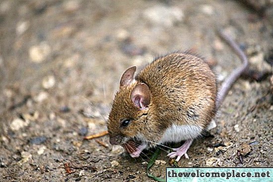 Kan een muis door schuimisolatie eten?
