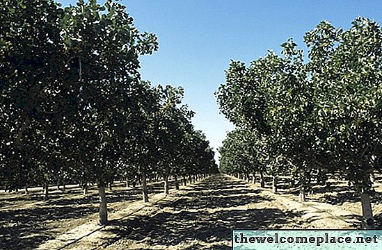 Kan de pistacheboom groeien in Florida?