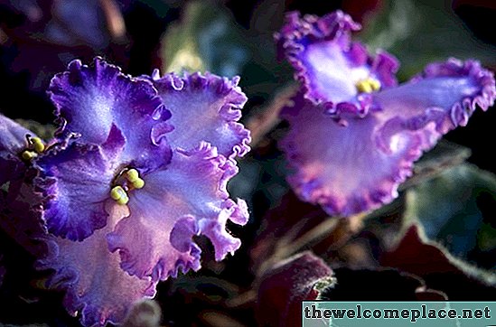 O solo de envasamento para uma violeta africana pode ser usado para outras plantas?