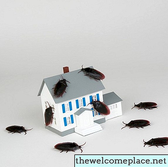 ¿Pueden las cucarachas vivir dentro de sus paredes?