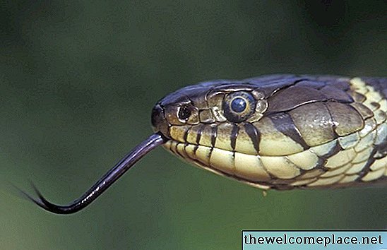 ¿Pueden las serpientes meterse en el baño del desagüe?