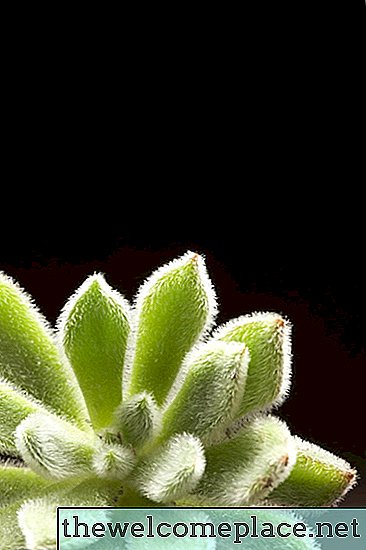 Kan sukkulenter plantes i grus?