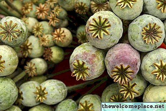 ¿Puedes cultivar plantas de amapola en las semillas de amapola de la tienda de comestibles?