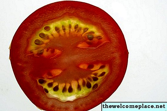Você pode cultivar tomates a partir de tomates inteiros?