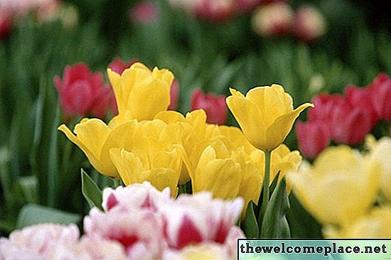 Pouvez-vous sauver des bulbes de tulipes après la mort des fleurs?