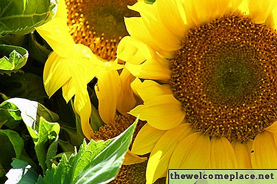 Können Sie Sonnenblumen verpflanzen?