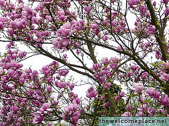 Cura dell'albero di magnolia di Ann