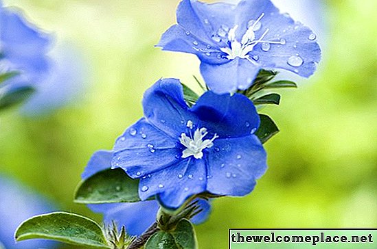 Pleje af 'Blue Daze' blomster