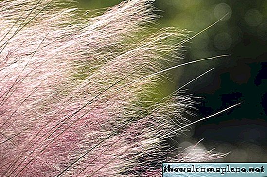 Pflege von Pink Muhly Grass