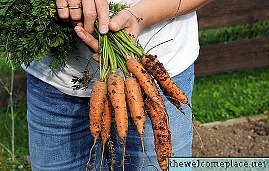 Lebenszyklus von Karottenpflanzen