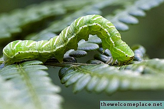 Caterpillar sedang memakan tumbuhan pakis saya