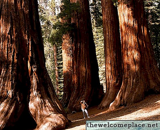 Cedar vs. Redwood para esgrima