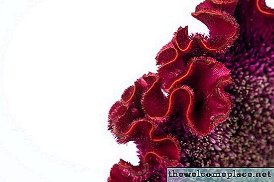 Información de cuidado de plantas de celosia