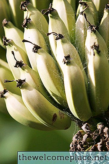 Caractéristiques de la banane