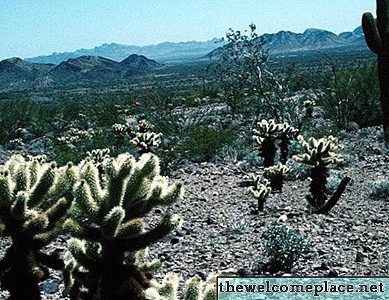 Características de un cactus