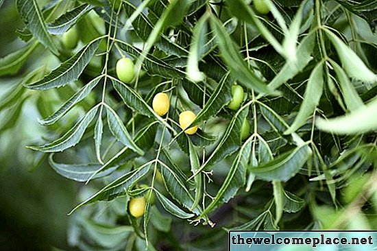 Las características de los árboles de neem
