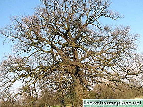 Kenmerken van eikenbomen