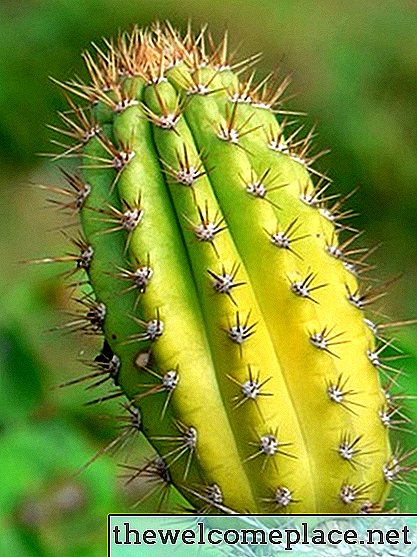 Características das plantas que podem sobreviver ao clima do deserto