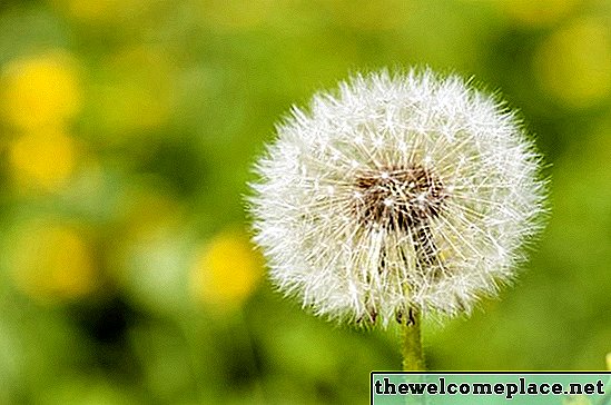 Caractéristiques des fleurs pollinisées par le vent