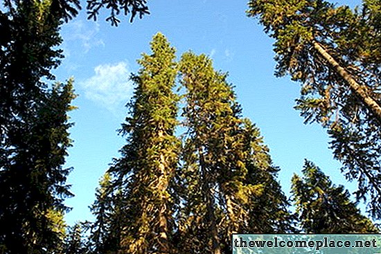 Productos químicos que matan los pinos maduros