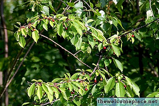 Kersenboom blad identificatie