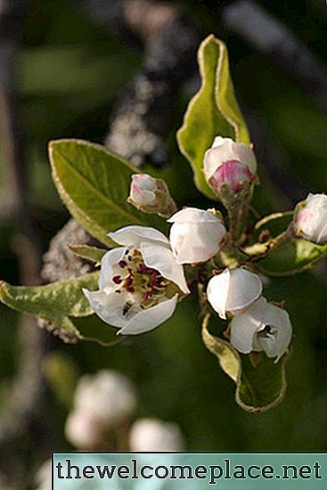 Choroby Cleveland Pear Tree
