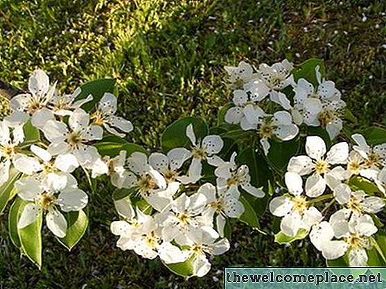 Cleveland Pear Tree Feiten