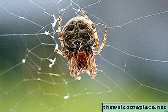 Arañas de interior comunes
